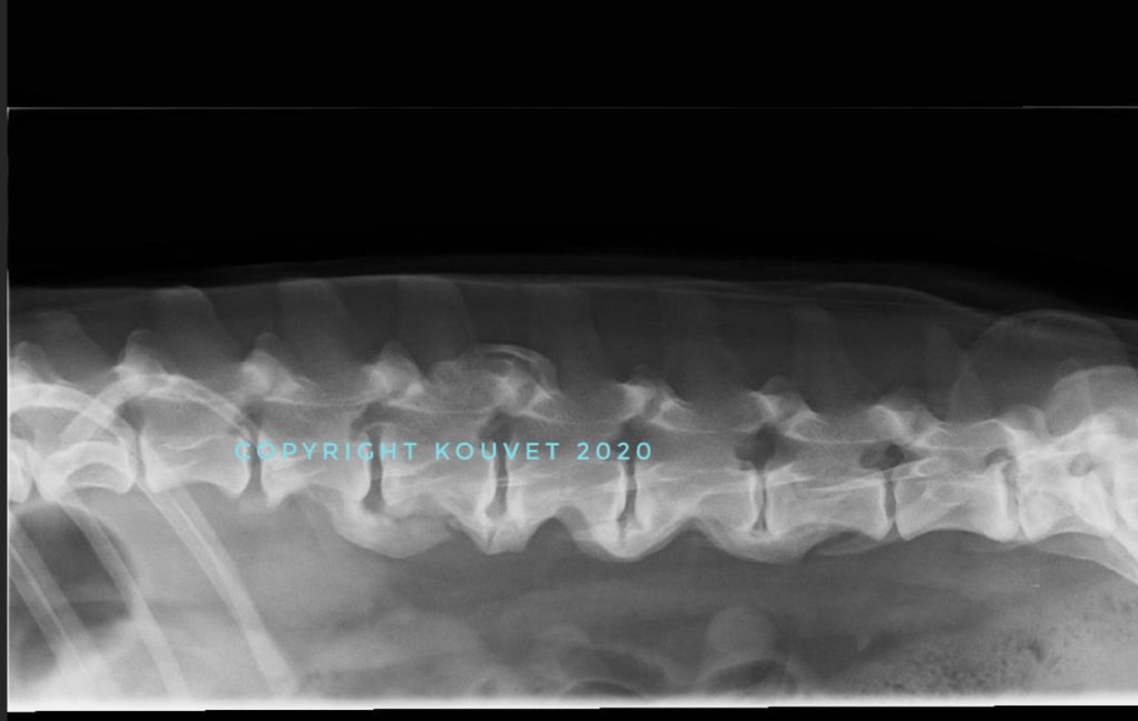 Röntgenkuva koiran spondyloosista